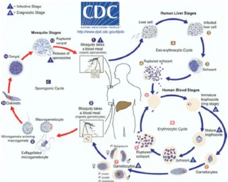 Figura 4: Ciclo de vida do Plasmodium [48]. 