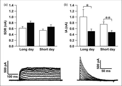 Figure 1. Slow delayed rectifier (SDR) and A-type (IA) K þ currents recorded from the SCN neurons did not differ between long-day and short-day photoperiod