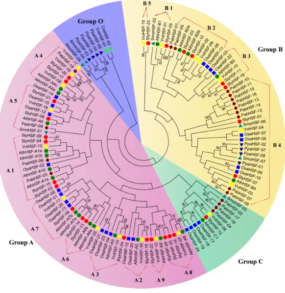 Figure 1 Phylogenetic tree of eight plants constructed based on amino acid sequences of HSF domains using the maximum-parsimony method