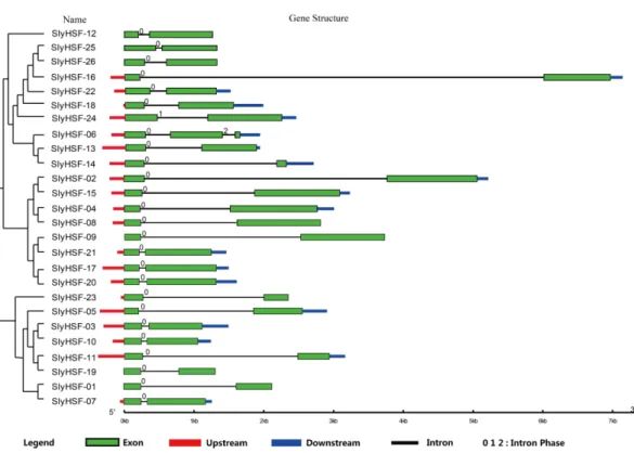 Figure 2 Gene structure of SlyHSF genes. Green boxes indicate the exon regions, while black, red and blue lines indicate introns, upstream and downstream UTR regions, respectively