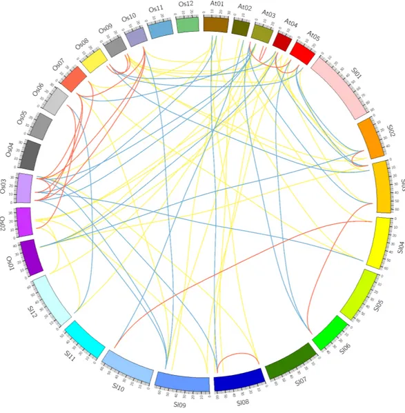 Figure 4 Comparative analysis of synteny of HSF genes in tomato, Arabidopsis and rice