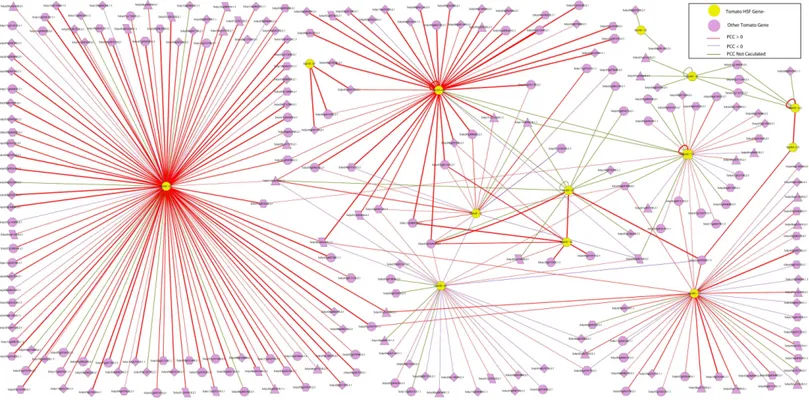 Figure 5 The interaction network of SlyHSF genes according to the networks in Arabidopsis