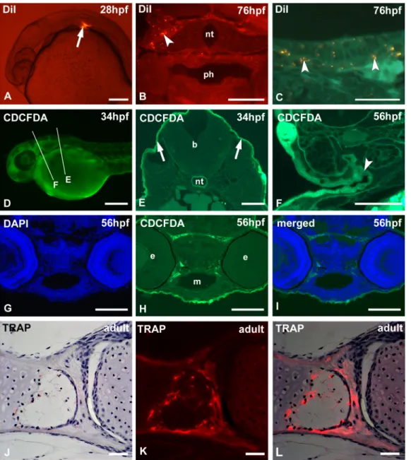 Fig. 4. Cell tracking with fluorescent vital dyes and  on-section histochemistry. (A – I) Cell tracking