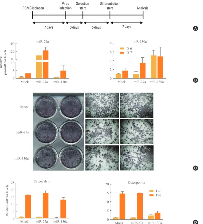 Fig. 2. Regulation of osteogenesis by microRNA (miR)-27a and miR-130a. (A) Experimental scheme