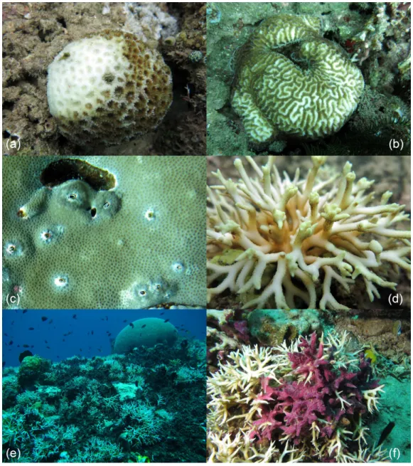Figure 7 Examples of the most common health impairments found in the study area. Partially bleached colonies of Dipsastraea (A) and Platygyra (B); skeletal deformations caused by pyrgomatid barnacles in Porites (C); galls caused by cryptochirid crabs in Se