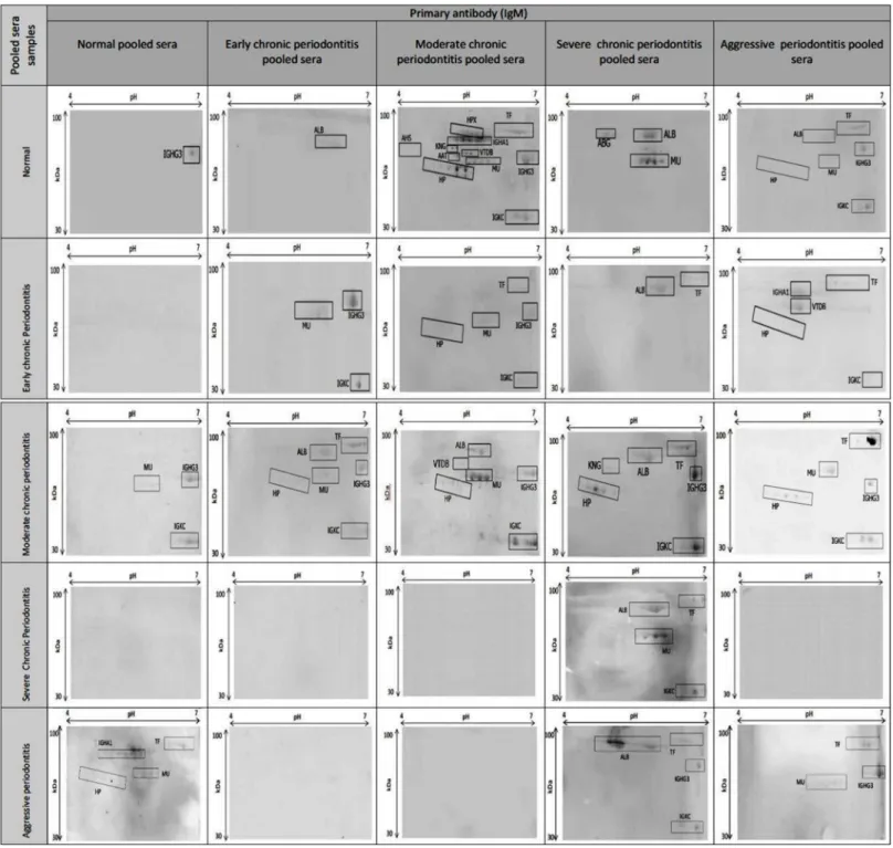 Figure 3 Immunogenic proteins present on the 2-DE immunoblotted nitrocellulose membrane
