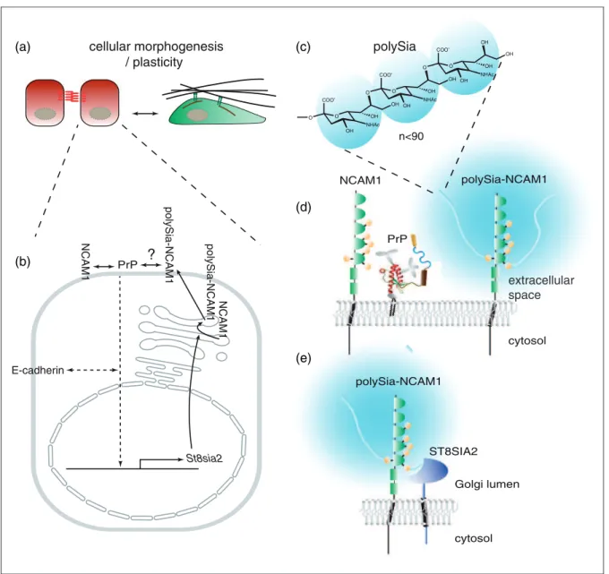 Figure 1. Cartoon depicting PrP-dependent NCAM1 polysialylation. (a) The proposed role for PrP has so far only been observed in the context of specific cellular morphogenesis or plasticity programs