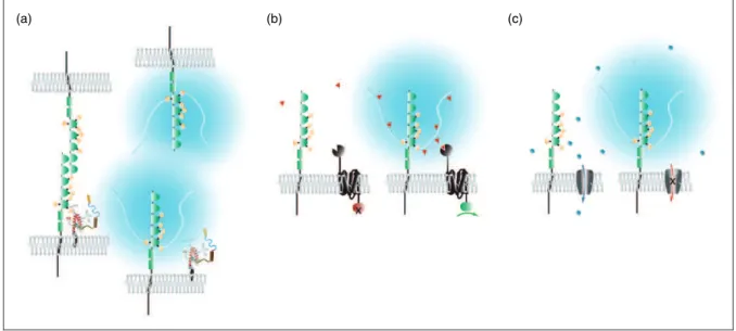 Figure 2. Modes of involvement of polySia-NCAM1 in cellular plasticity programs. Previously proposed categories for organizing phenotypes observed in polySia-deficient models