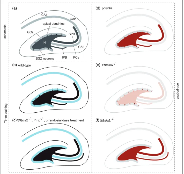 Figure 3. Knockout of St8sia2 or PrP gives rise to infrapyramidal mossy fiber bundle pathfinding defect