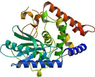 Figure 1. Poly(A) RNA polymerase protein cid1. 