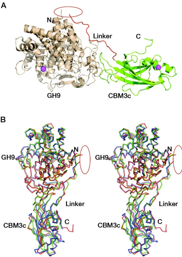 Figure 3 Reassembled GH9-CBM3c from Cel9I. C and N termini are indicated, and the break between the GH9 and CBM3c modules is marked by a red ellipse