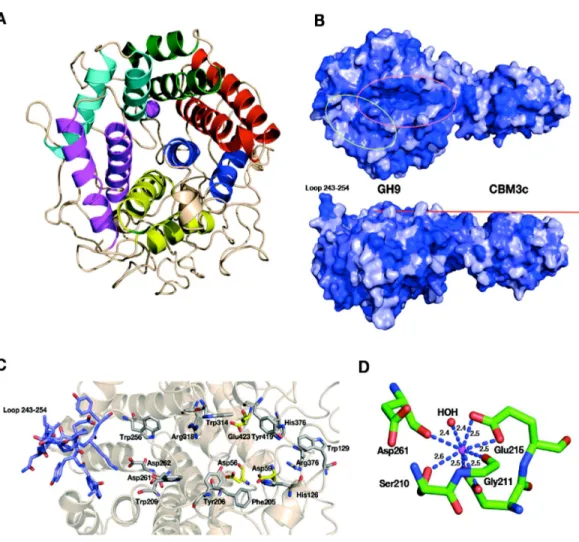 Figure 4 Structural components of the reassembled C. thermocellum GH9-CBM3c. (A) Structure of the GH9 catalytic module, cartoon representation