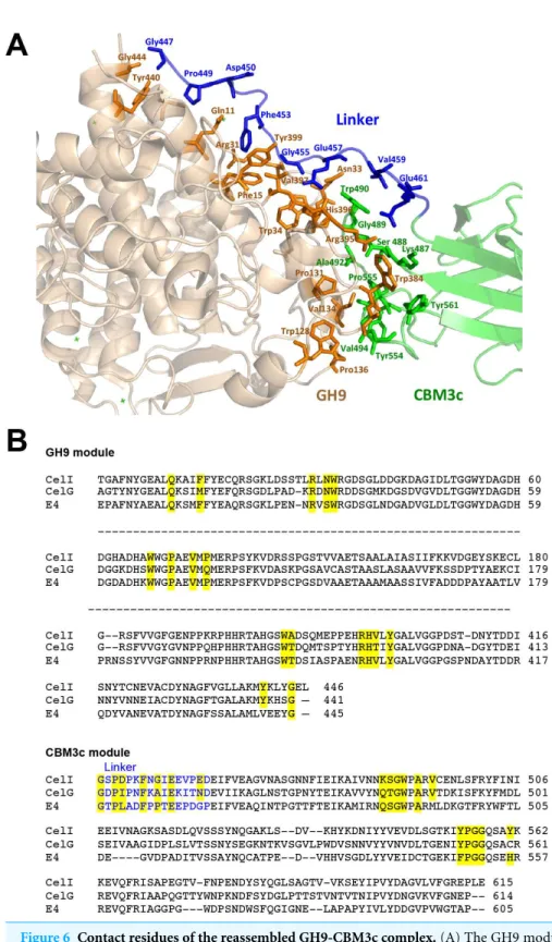 Figure 6 Contact residues of the reassembled GH9-CBM3c complex. (A) The GH9 module is colored in brown, CBM3c in green and the linker in blue