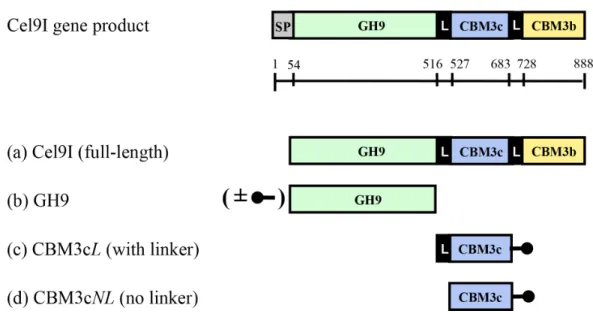 Figure 1 Schematic diagram of the Cel9I gene product and the recombinant proteins (A–D) prepared for this study