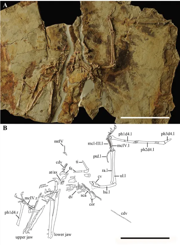 Figure 1 IVPP V 17959 that preserved in a slab of grey-white shale. (A) Photo and (B) Line drawing of the complete skeleton with the impression part in grey