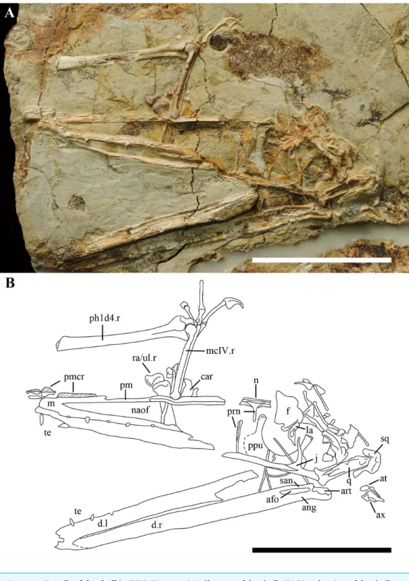Figure 2 Details of the skull in IVPP V 17959. (A) Close up of the skull. (B) Line drawing of the skull.