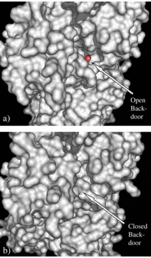 Fig. 1. Back-door view of the structure of the S1 domain of Dictyostelium discoideum myosin in complex with ATP (a) and MgADP·VO 4 (b)