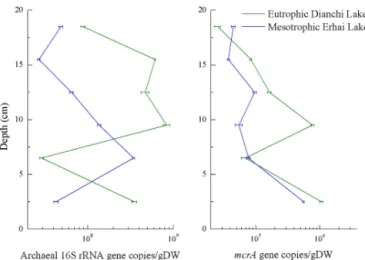 Figure 2. Abundance of archaeal 16S rRNA and mcrA genes at different depths. Error bars represent standard deviation of mean (n = 3).