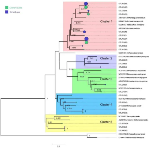 Figure 4. Phylogenetic tree of representative archaeal mcrA sequences and reference sequences from GenBank