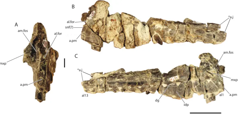 Figure 5 Referred left maxilla of Vivaron haydeni gen. et. sp. nov. (GR 186) in (A) anterior, scale bar = 1 cm (B) lateral, and (C) medial views.
