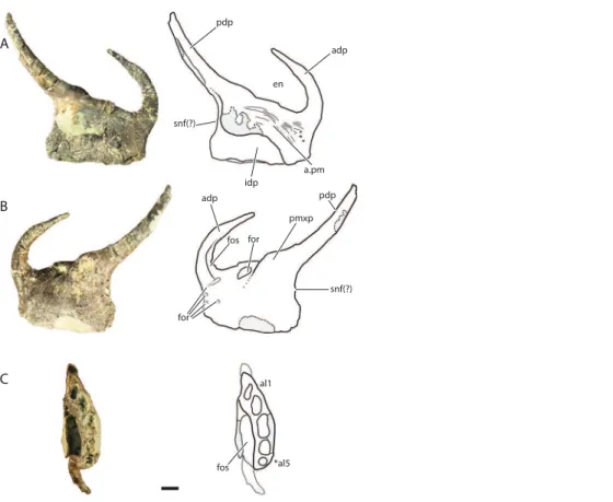Figure 6 Referred left premaxilla of Vivaron haydeni gen. et. sp. nov. (GR 391) in (A) medial, (B) lateral, and (C) ventral views (with interpretive drawings)