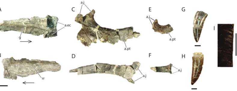 Figure 7 Referred cranial elements of Vivaron haydeni gen. et. sp. nov. Left jugal (GR 641) in (A) medial and (B) lateral views; right ectopterygoid (GR 640) in (C) dorsal and (D) lateral views; right ectopterygoid (GR 451) in (E) dorsal and (F) lateral vi