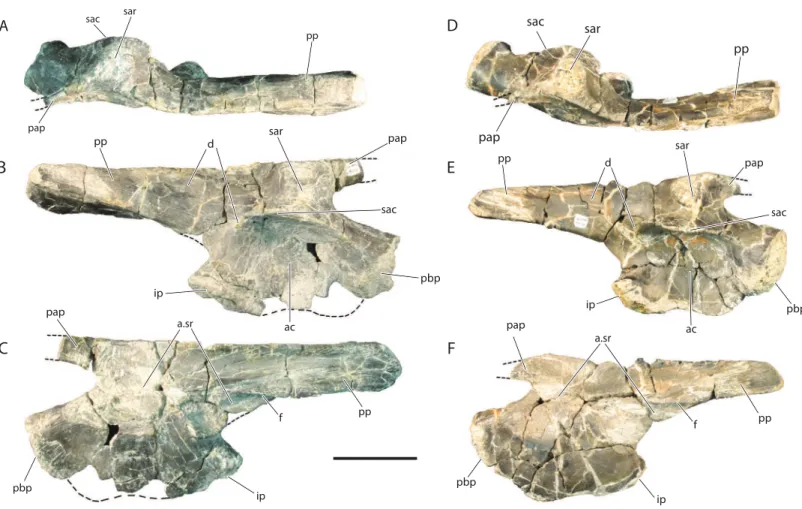 Figure 9 Referred right ilia of Vivaron haydeni gen. et. sp. nov. GR 638 in (A) dorsal, (B) lateral, and (C) medial views; GR 642 in (D) dorsal, (E) lateral, and (F) medial views