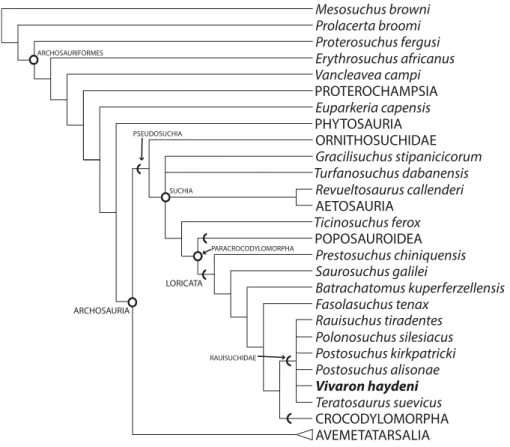 Figure 10 Strict consensus of Archosauria (80 taxa, 412 characters) highlighting relationships of Vivaron haydeni gen
