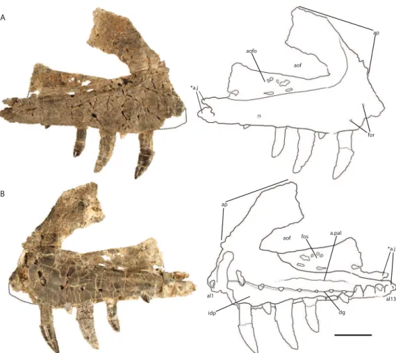 Figure 2 Holotype right maxilla of Vivaron haydeni gen. et. sp. nov. (GR 263) in (A) lateral and (B) medial views (with interpretive drawings)