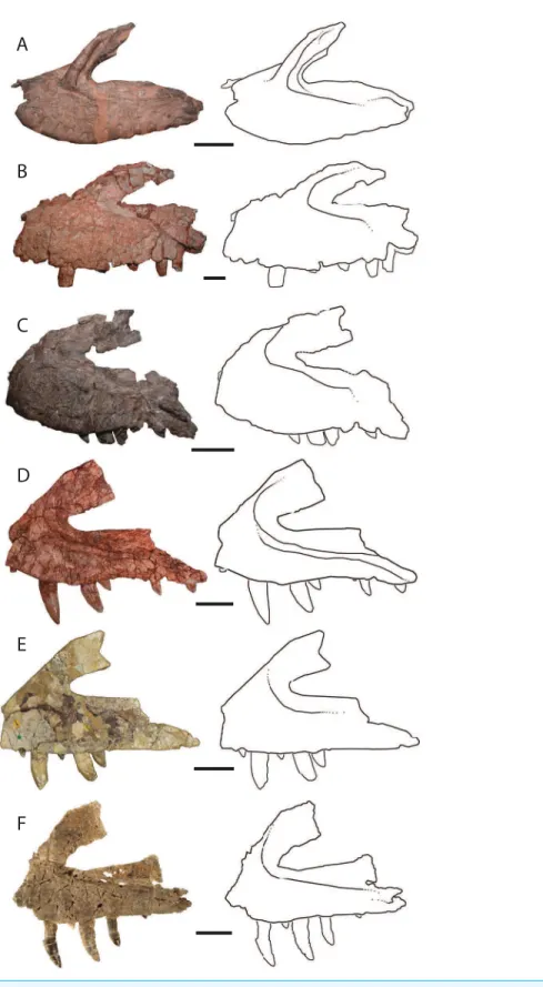 Figure 3 Left lateral views and interpretive drawings of the maxillae of (A) Batrachotomus kupferzellensis (SMNS 52970), (B) Fasolasuchus tenax (PVL 3851), (C) Polonosuchus silesiacus (ZPAL AbIII/563), (D) Postosuchus kirkpatricki (TTU-P 9000), (E) Teratos