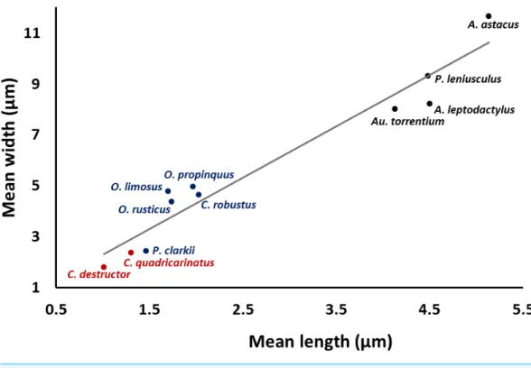Figure 4 Correlation between length and width of the spermatozoon acrosome in eleven species of freshwater crayfish