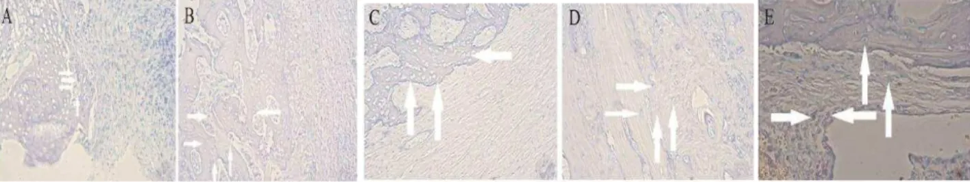 Figure 3. Low-frequency vibration treatment  in vivo promotes stem cell activity of implanted bone marrow stromal cells