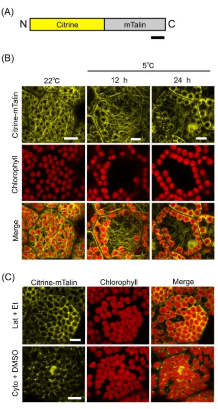 Figure 4 mTalin-based visualization of actin filaments during chloroplast cold positioning