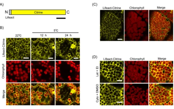Figure 3 Lifeact-based visualization of actin filaments during chloroplast cold positioning