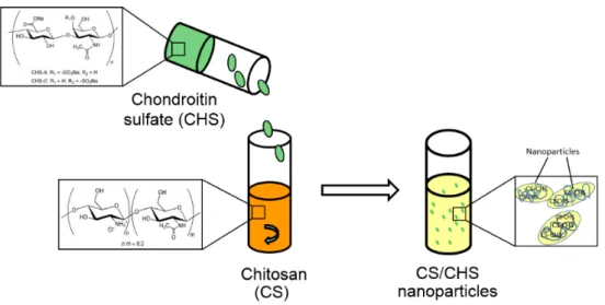 Figure 1. Representative scheme of the formation of CS/CHS nanoparticles by polyelectrolyte complexation