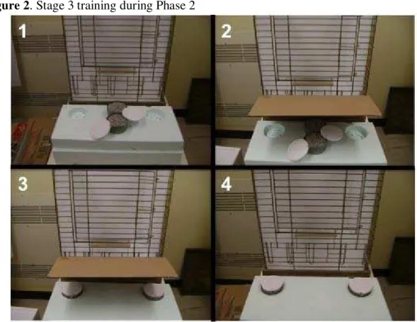 Figure 2. Stage 3 training during Phase 2 