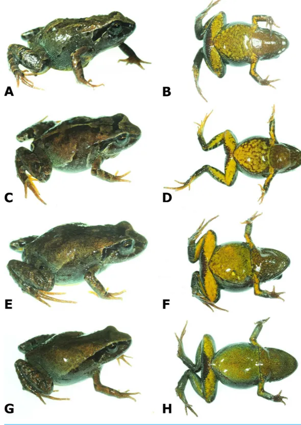 Figure 4 Dorsolateral and ventral views of four paratypes of Psychrophrynella chirihampatu sp