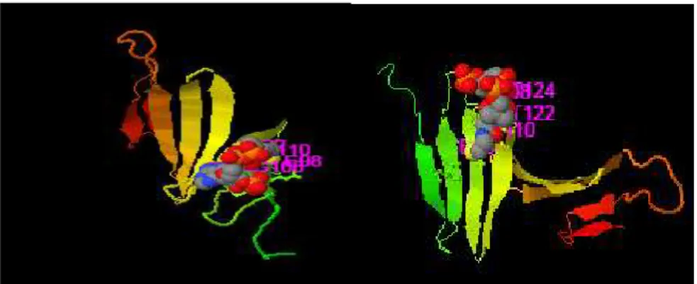 Fig: 4.Cofactor ligand binding site. involvement of conserved residues in binding site 