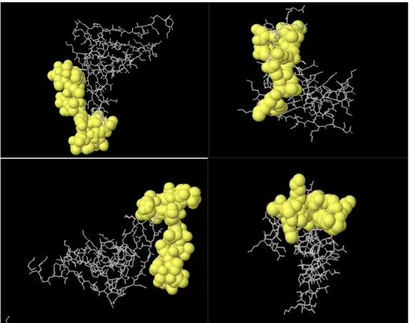 Fig: 6.2 linear (up) and 2 discontinuous (down) epitopes with the highest PI score predicted by Ellipro server are  shown