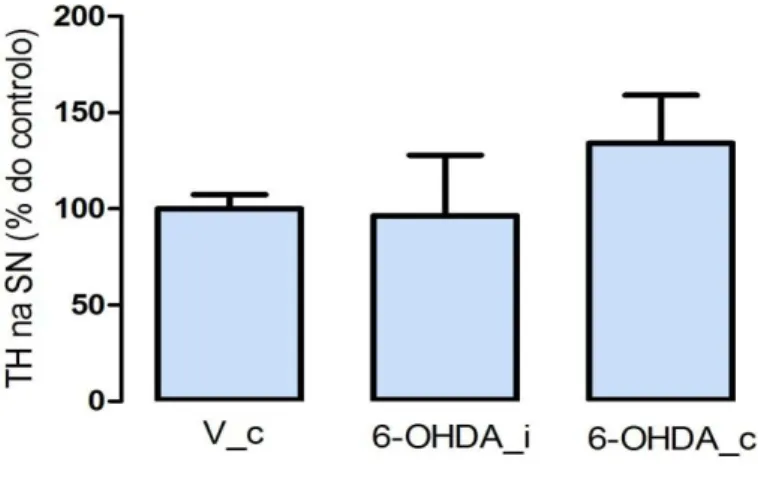 Figura 4. Efeito da injecção com 6-OHDA no nível de TH na SN, usando o método WB. Para  cada  grupo,  foi  calculada  a  média  ±  desvio  padrão  da  percentagem  de  TH  remanescente,  relativamente à média do grupo controlo que, neste caso, é o grupo V_