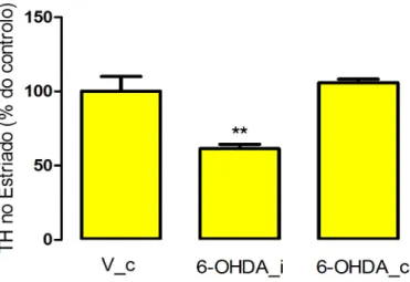 Figura 5. Efeito da injecção com 6-OHDA no nível de TH no estriado, usando o ensaio de  WB