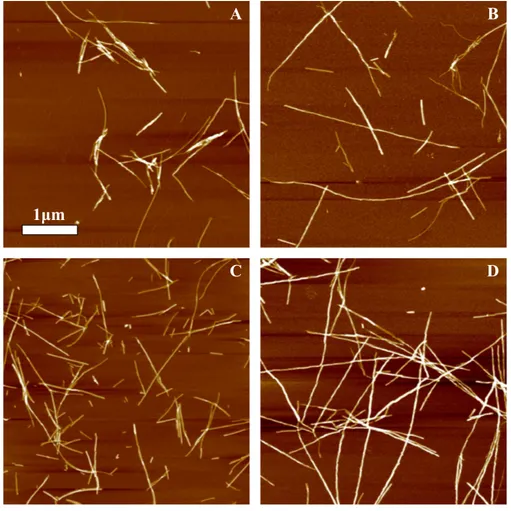 Figure 3 AFM images of rMoPrP amyloid-like aggregates. (A) and (B) show fibrils of rPrP-A 4M and rPrP-A 2M strains, (C) and (D) show fibrils formed during cross-seeding in the presence of 5% and 0.2%