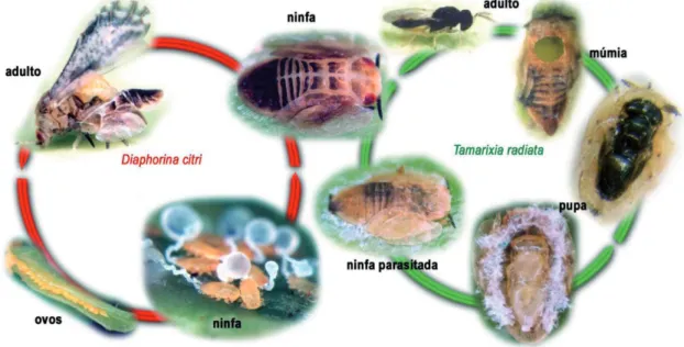 Tabela 1. Duração e sobrevivência das fases de ovo e ninfa de Diaphorina citri criado em diferentes hospedeiros