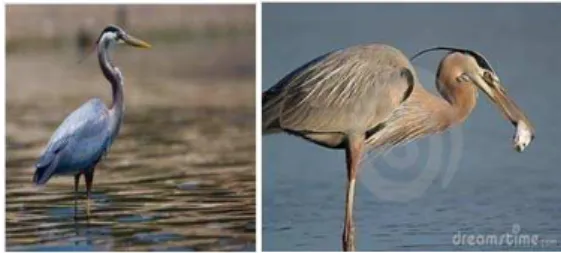 Figure 1 The Sly Old Stork 