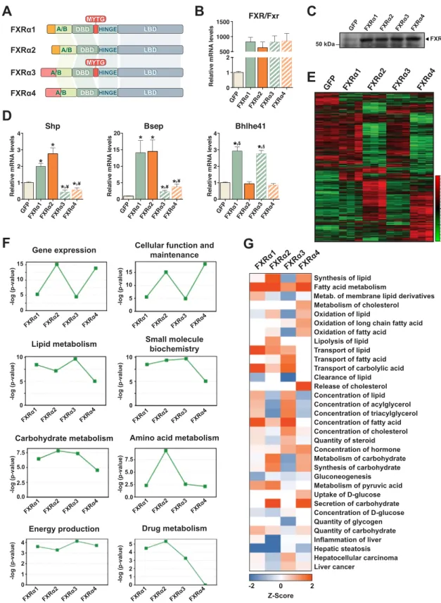 Figure 1: FXR isoform-speci ﬁ c gene regulation. (A) Human FXR isoforms. The different N-termini (orange in FXR a 1/ a 2; pink in FXR a 3/ a 4) and the MYTG insert in FXR a 1/ a 3 are indicated