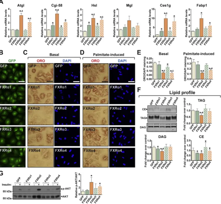 Figure 2: FXR a 2 and FXR a 4 reduce hepatocyte lipid content and increase insulin sensitivity