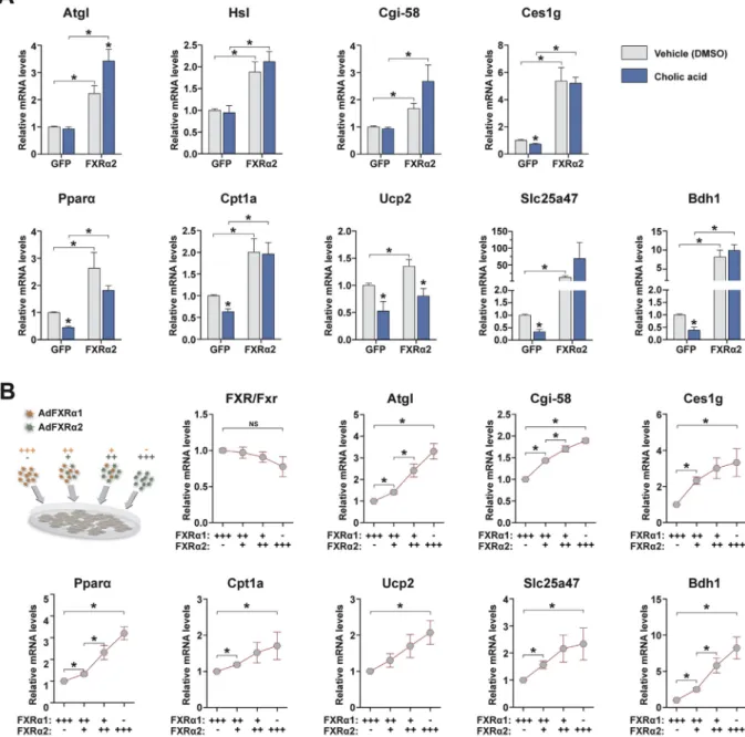 Figure 4: Changing FXR a 2/ a 1 ratios promotes transcriptional reprogramming. (A) Target gene expression analysis by qRT-PCR in hepatocytes expressing GFP or FXR a 2 and treated with vehicle (DMSO) or 250 m M cholic acid (CA) for 24 h