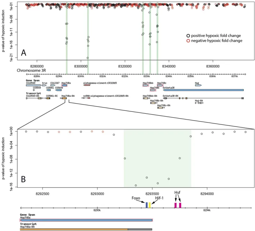 Figure 2 Hypoxic enhancer activity by 100 bp bins at the Hsp70B locus. Each open circle plots the p-value of the difference in randomer tag counts mapping to that 100 bp bin between normoxia and hypoxia