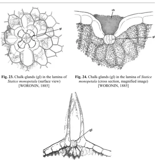 Fig. 23. Chalk-glands (gl) in the lamina of  Statice monopetala (surface view) 