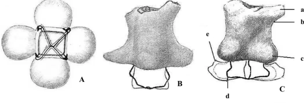 Fig.  26.  Structure  of  chalk-gland  in  Limoniastrum  monopetalum  (A  –  gland  observed  in  front  view,  without  chalk  mass;  B –  skeleton  of  gland,  without  accessory  cells;  C –  a,  external  limit  of  cutinized  frame that forms the edge